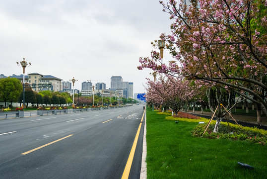 樱花道路