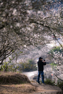 青梅花开