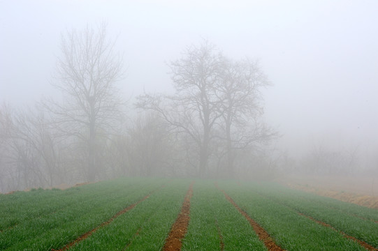 雾里的田野