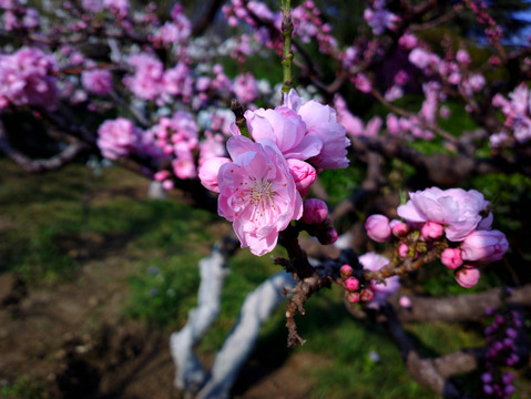 碧桃花