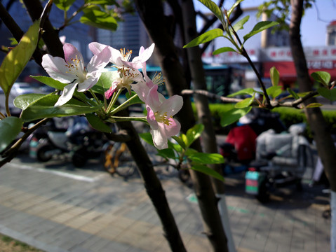 西府海棠