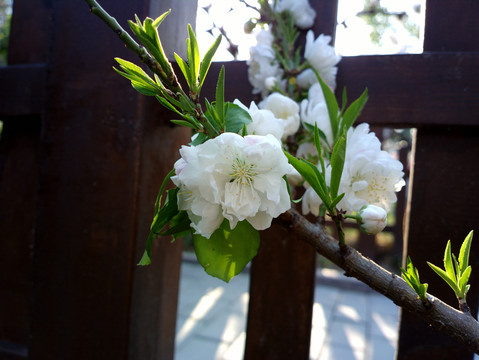 碧桃花
