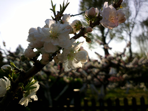 碧桃花