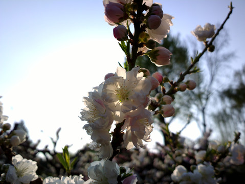 碧桃花