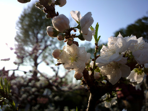碧桃花