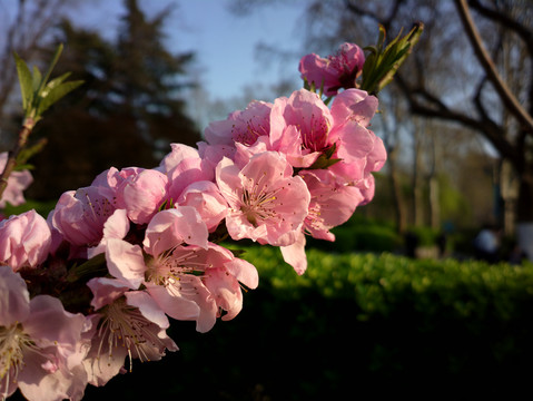 碧桃花