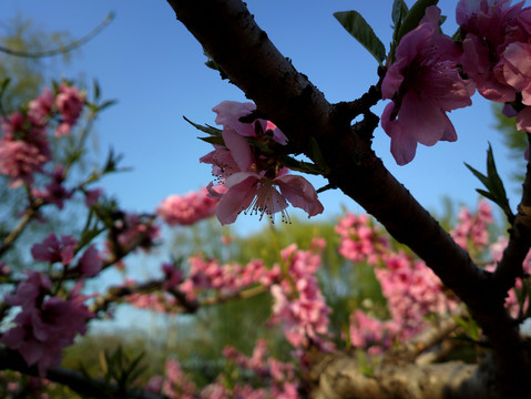 碧桃花