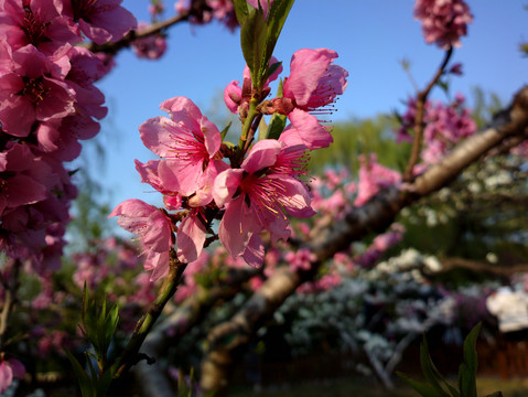 碧桃花