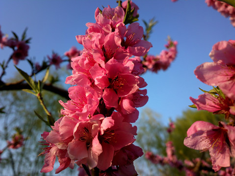 碧桃花