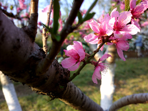 碧桃花