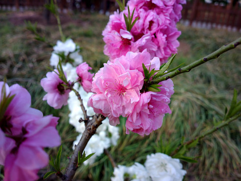 碧桃花