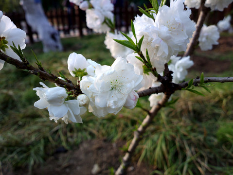 碧桃花