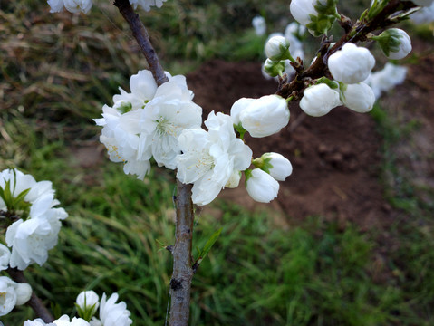 碧桃花