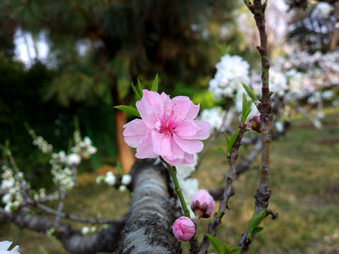 碧桃花