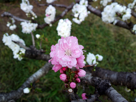 碧桃花