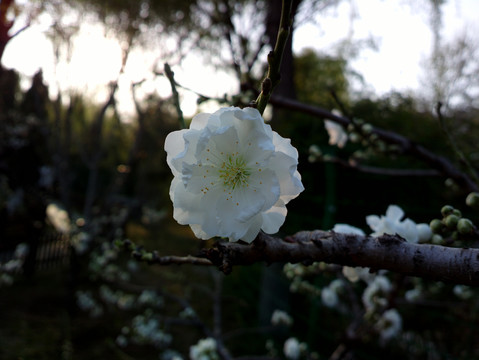 碧桃花