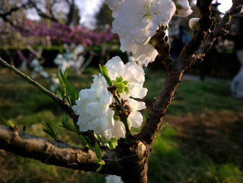 碧桃花