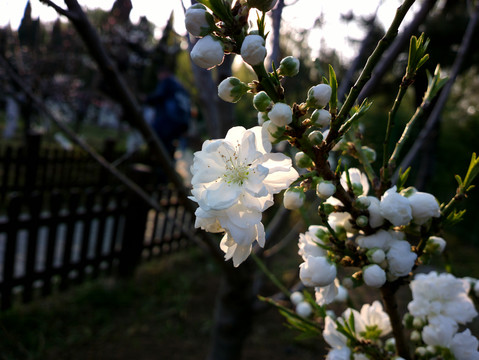 碧桃花