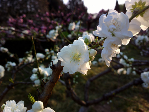 碧桃花