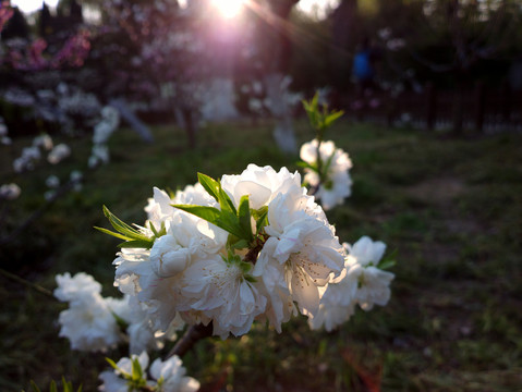 碧桃花