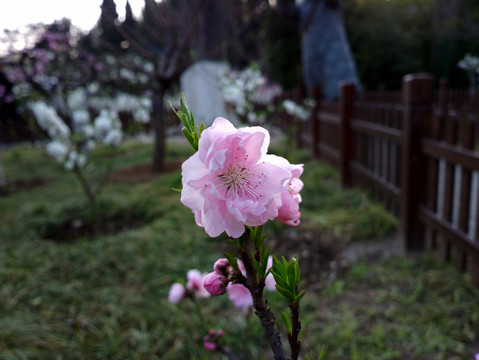 碧桃花