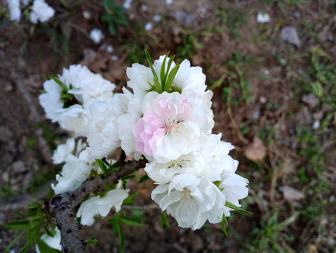 碧桃花