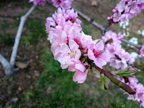 碧桃花