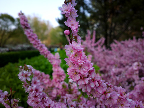 郁李花