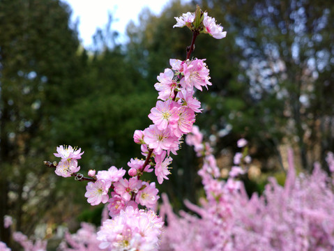 郁李花