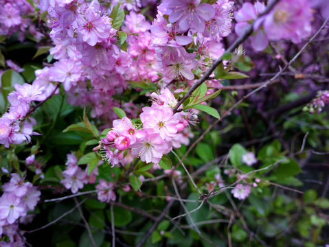 郁李花