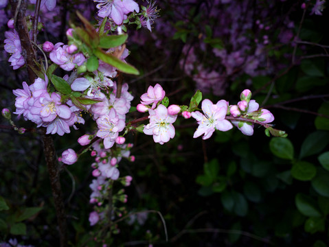 郁李花