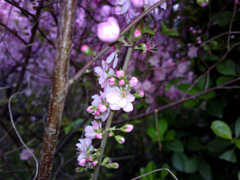 郁李花