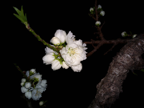 碧桃花