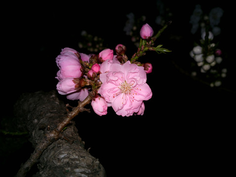 碧桃花