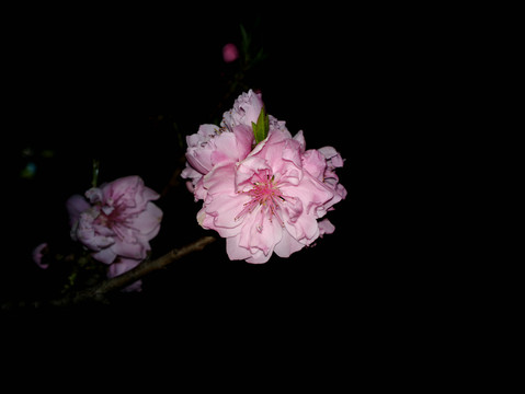 碧桃花