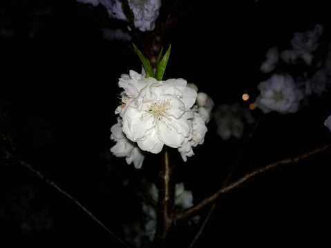 碧桃花