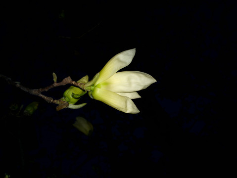 玉兰花