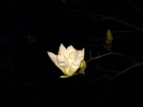 玉兰花