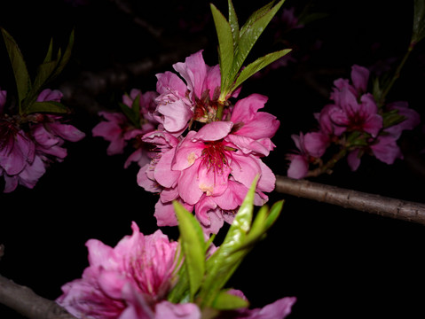 碧桃花