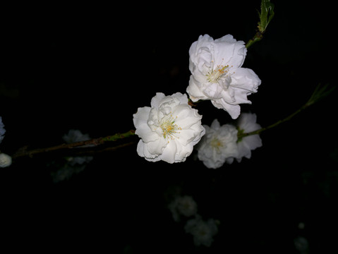 碧桃花