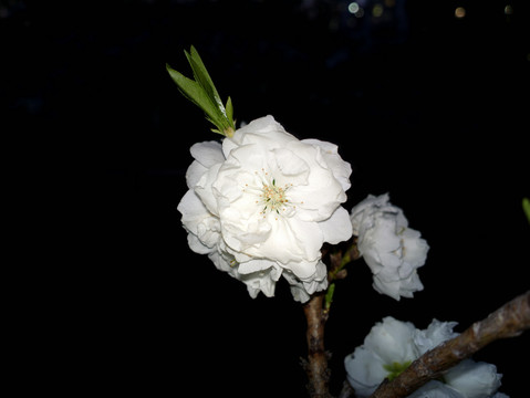 碧桃花