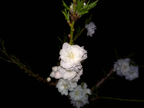 碧桃花