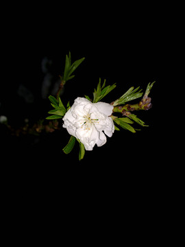 碧桃花
