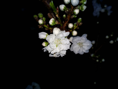 碧桃花