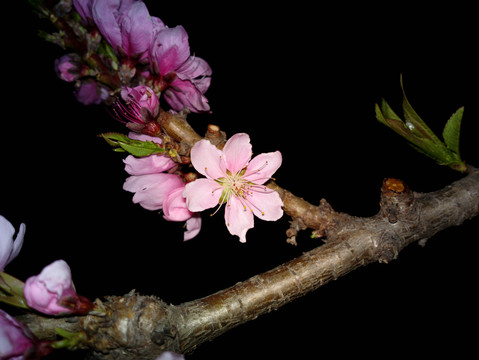 碧桃花