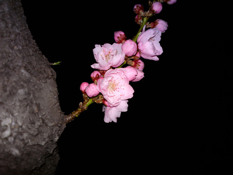 碧桃花
