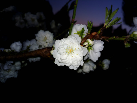 碧桃花