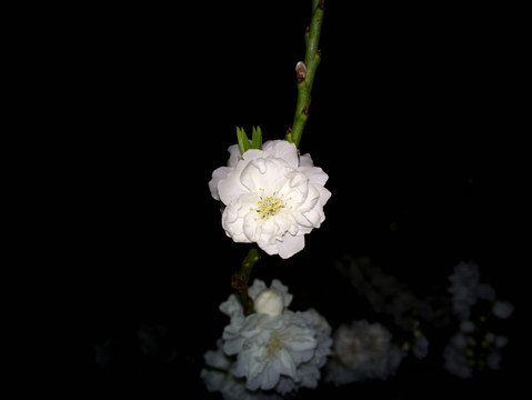 碧桃花