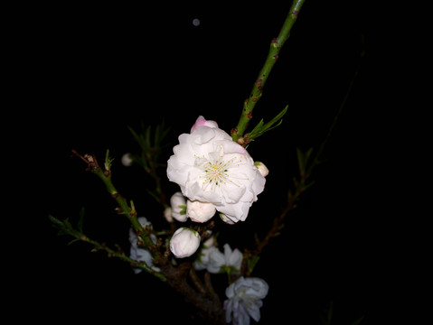 碧桃花