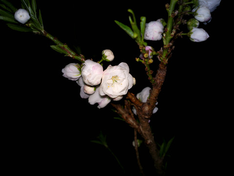 碧桃花